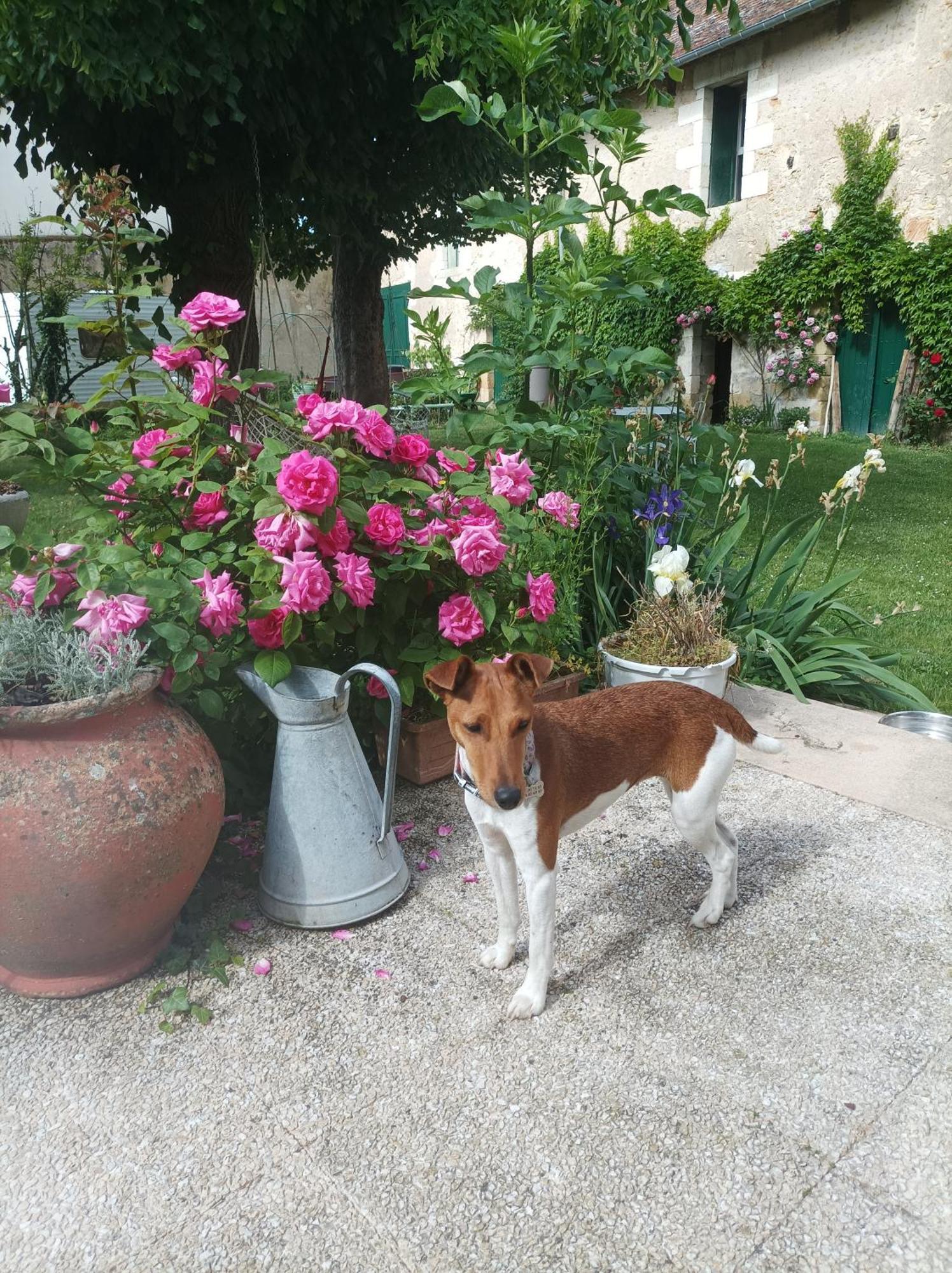 Le Relais Des Roses- Chambres D'Hotes Vatan Exterior photo